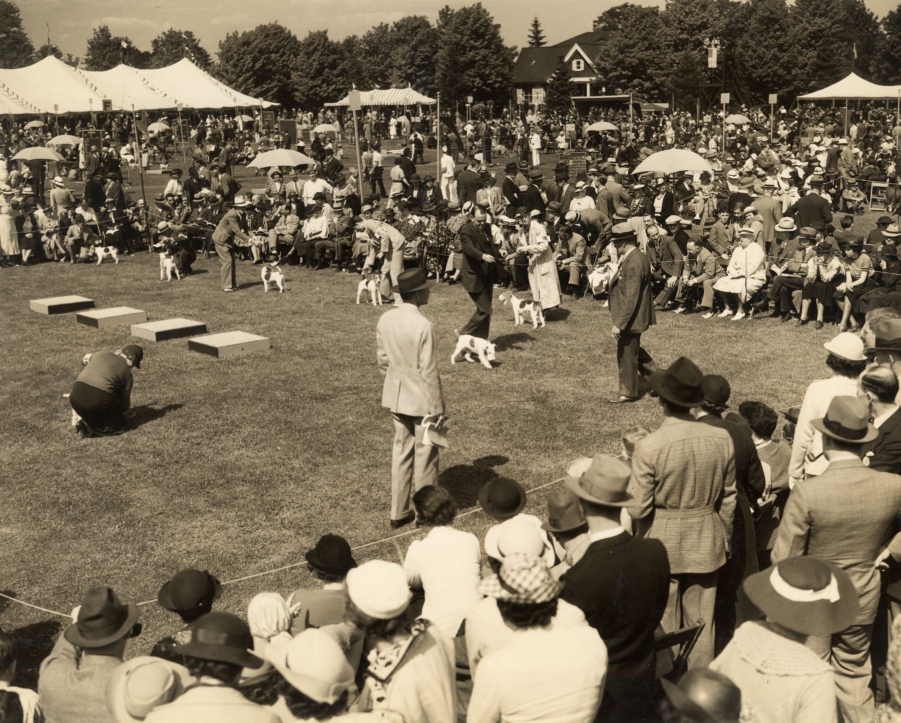 Are Dog Shows Still a Sport? 